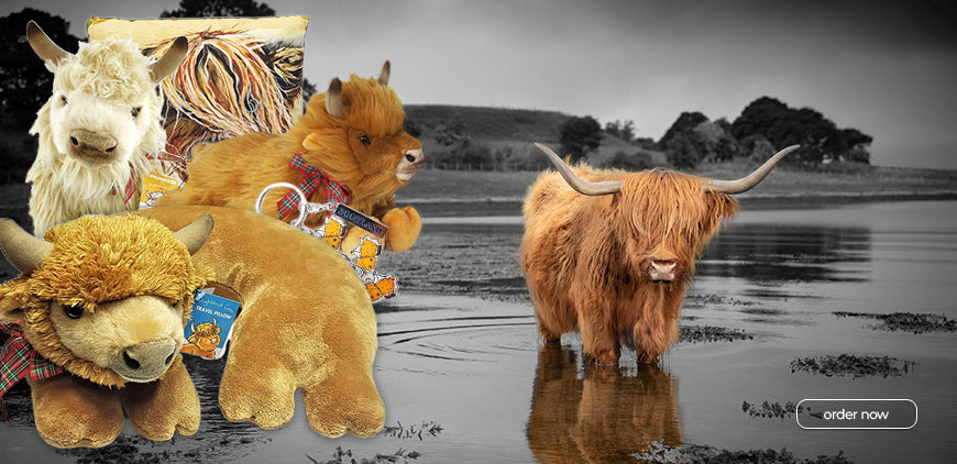 Highland Cows