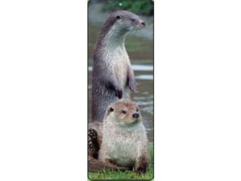 Scottish Otters Lenticular Bookmark Ruler