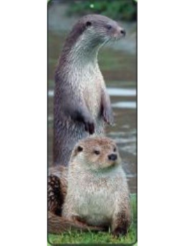 Scottish Otters Lenticular Bookmark Ruler
